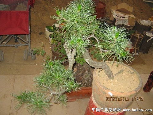 上海某家庭园艺案例分享