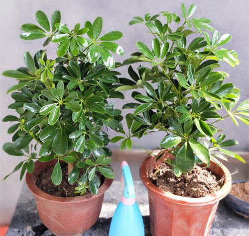 养好蓬莱松，如何让它的枝叶繁茂