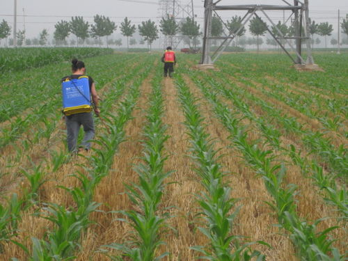 黄豆播种后15天Ke以打除草剂吗？