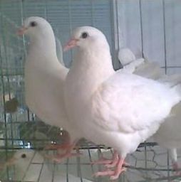 我国培育出一种肉质鲜美、生长迅速的肉鸽优良品种