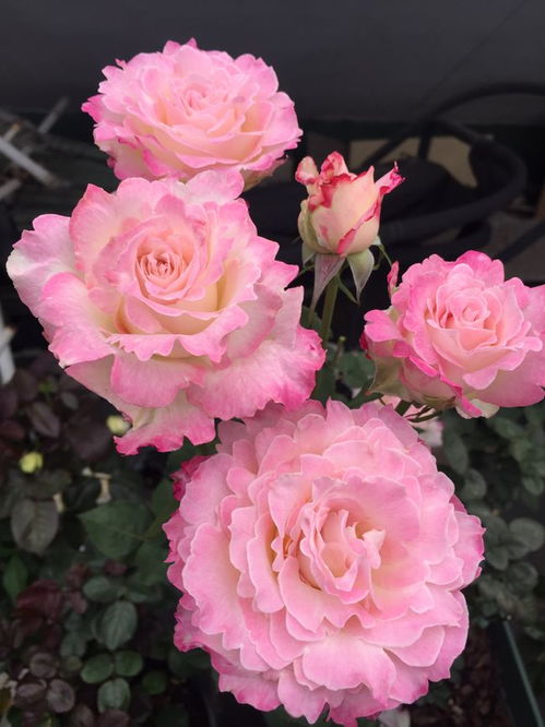 蜻蜓月季：紫色仙子， 美得让人心醉