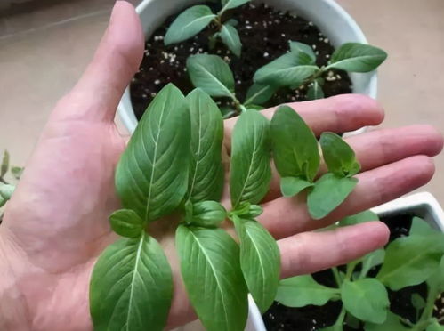 如何正确掌握吊竹梅摘心打顶的最佳时间与方法