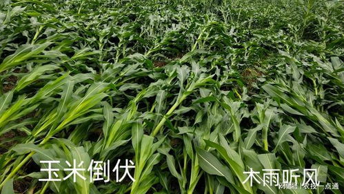 水稻缓苗期过长，影响产量和生长速度