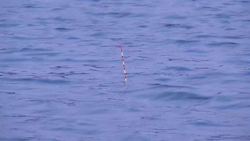 大幅度顶漂不上鱼，可能是浮漂受到水流或鱼情影响