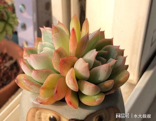 多肉植物嫁接后能否保持原有品种特征