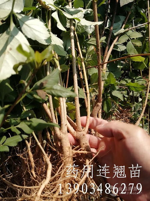 浇水施肥有讲究