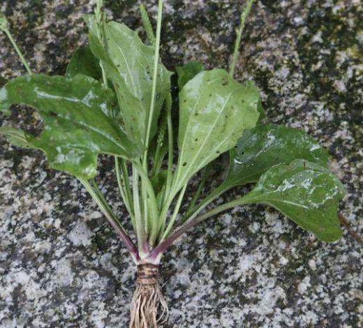 猪耳草的地域性价格差异