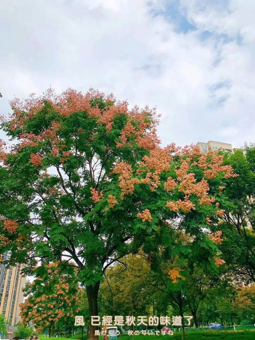 双栾树，为何“栾”字独占鳌头