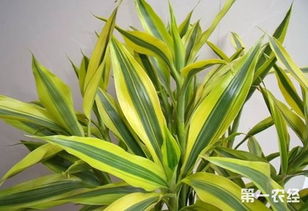 富贵竹冬季冻害如何处理？有哪些防寒保温技巧可以避免冻伤