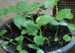 扦插的艺术：嫩枝的选择与处理