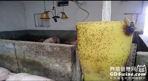 猪场苍蝇繁殖快、防控难，危害大吗？