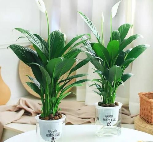 光照也得讲究，晒不到就蔫了