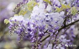 种植紫藤的注意事项