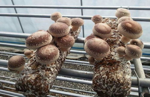 玉米芯袋栽培香菇，一种利用玉米芯作为基料的新型香菇种植方法