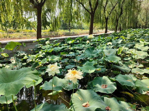 八月的公园，除了荷叶，还有哪些美景不容错过？