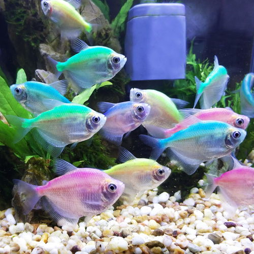 七彩水中孔雀鱼在上海夏日走秀，展现水中生物的优雅与活力