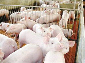 猪皮肤异常是什么原因引起的？