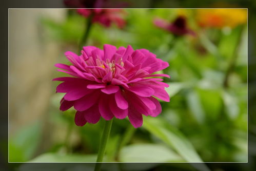 百日菊和金鱼草，花花草草也着急