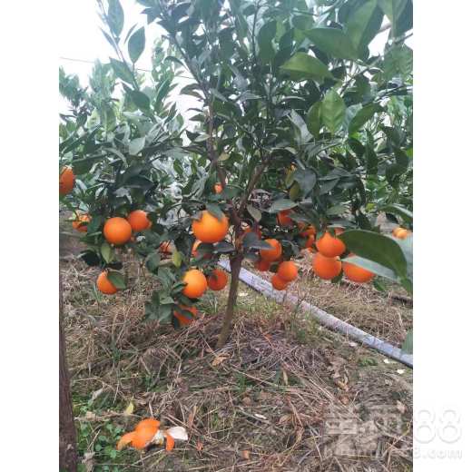 种植时间和注意事项