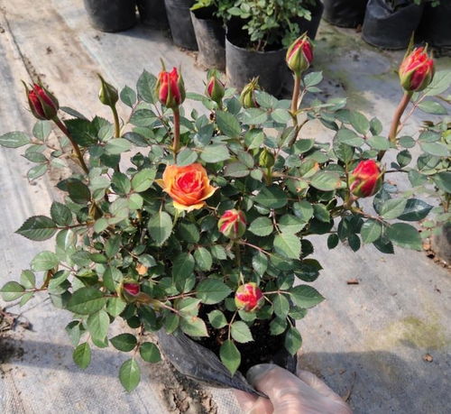 月季苗的根儿，黄泥巴要不要洗洗？