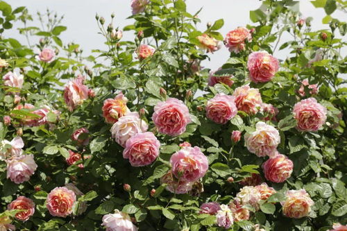 红黄双色月季：色彩斑斓， 艺术感十足