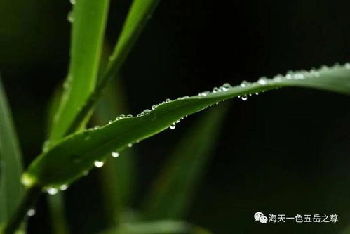 党参种植， 不是越早越好