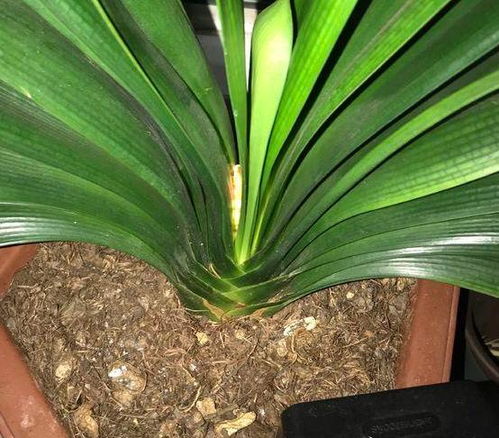 君子兰多肉养护攻略：根好叶旺，快速生长！