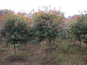 二、北方的市场