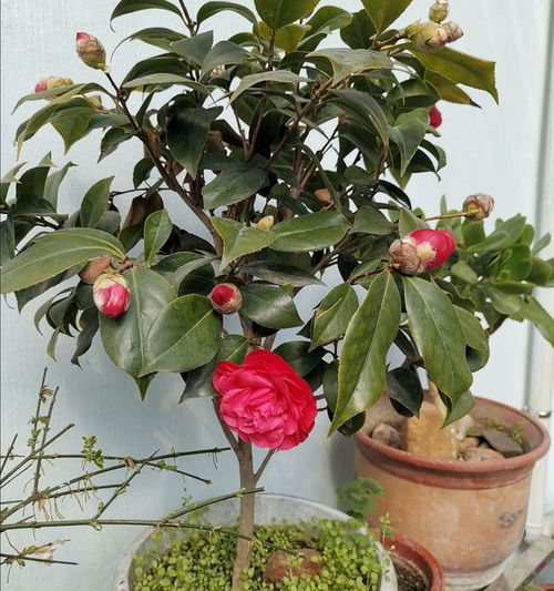 1. 盆土不要太干