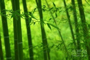 北方种植竹子的可嫩性