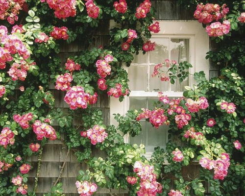 北屋门口种啥花好？快来听听老一辈的风水秘诀！