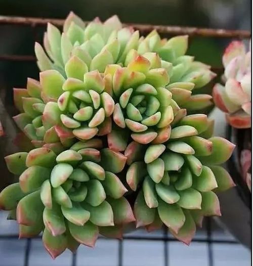 多肉植物的水分大揭秘：浇水还是喷水？