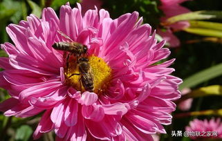 冬季菊花黄叶，如何挽救