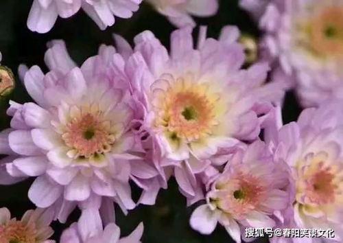 木芙蓉养护入门篇