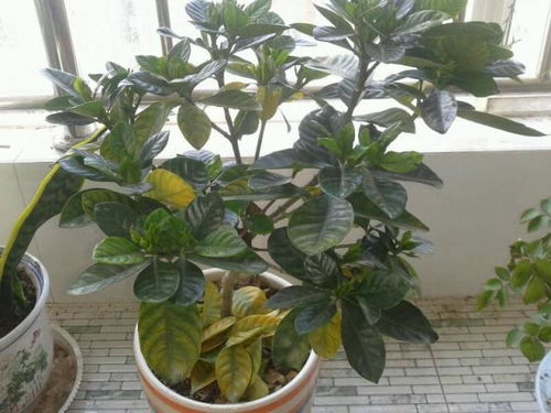 施肥，要讲究适量