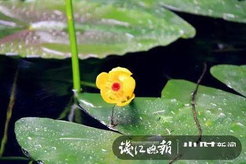 抗污染性嫩，城市的绿色守护者