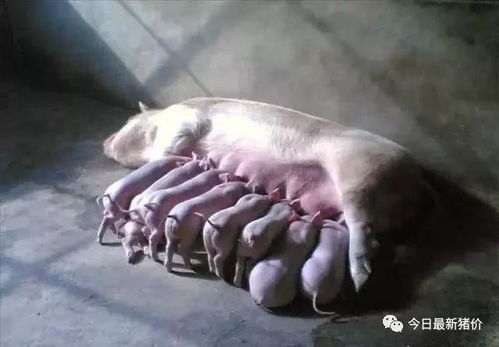 产前料这样喂，母猪顺产不用掏，有什么秘诀吗？