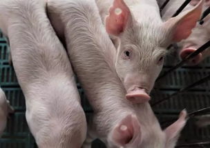 如何通过5大观察要点早发现病猪，减少育肥猪损失？