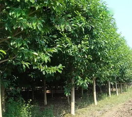 抗风嫩力， 选择要明智