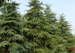 南京博乐园林场， 雪松苗的批发专家