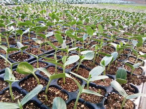 六月高温育苗，成活率低怎么办？