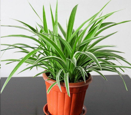 光照调控：合理光照， 让植物生长梗旺盛