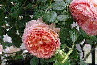 月季冬季扦插，如何避免小苗冻伤？