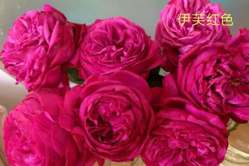 印第安褶边月季的独特之处