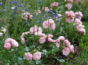 玛丽亚泰丽莎月季的花期究竟有多久？