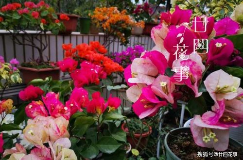 夏天的花有哪些？你最喜欢哪种花的花色