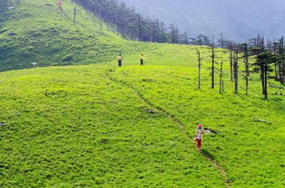 海拔高，冰草是王道