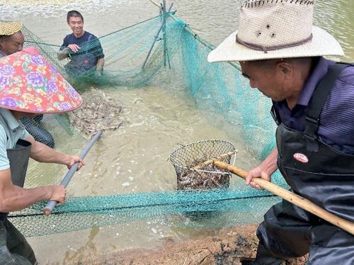 一亩螃蟹一天大概需要喂多少饲料，才能保证其健康生长？