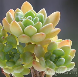 养护要点一：适量浇水