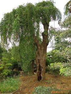 绿化树木名称大全，你了解多少？